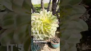 💀My Aeonium’s death bloom is imminent #succulent #deathbloom #plants