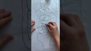Процесс пищеварения как объяснить ребёнку
