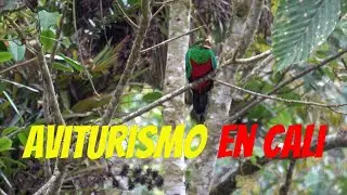 🇨🇴 Avistando QUETZALES en Colombia