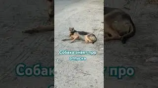 Отпуск #отпуск #собака #собакиприколы #смешныевидео #популярное #тренды #топ #печально #память #топ