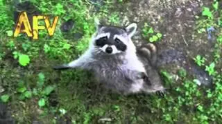 Обнимашки с енотом