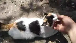 Беременную кошку бросили хозяева, от стресса она родила. Как бороться с медведкой.