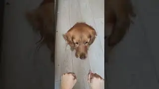 Собака находит в какой руке вкусняшка #shortsvideo #funny #животные #pets #спаниель #рыжуля #shorts