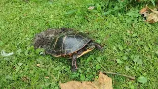 Черепаха откладывает яйца. 🐢🥚