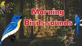 Bird and wave sound 