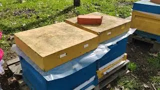 12 апреля, магазины не ставлю, рано #пчеловодство #пасека #пчёлы