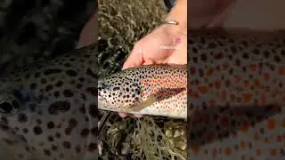 #trout #troutfishing #alabalık #fishing #alabalıkavı