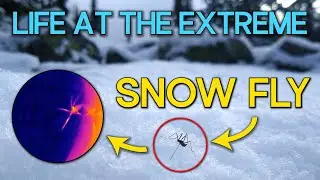 The Snow Fly Amputates Its Own Leg To Avoid Freezing | Ft. John Tuthill
