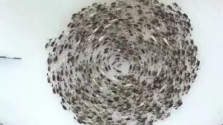 олений хоровод