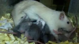 Крысята сосут мамку, пьют молочко! Милое видео.