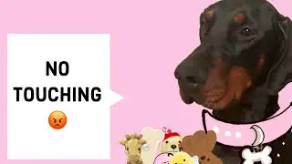 Trailer : Storm the toy hoarder. Coming : ..unknown