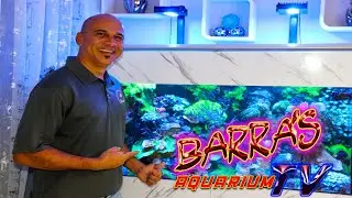 Presentando tu acuario