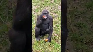 Little gorilla eating a tomato outside! #gorilla #eating #asmr #satisfying