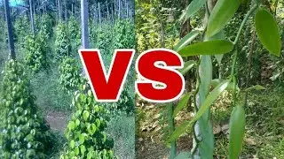 Cara Budidaya lada dan Vanili (tumpang sari ) Asia