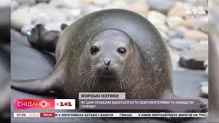 Цікаві факти про морських котиків – Поп-наука