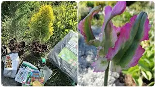 #ДАЧА. Справи Садові🌿 і Городні🌱ЧИМ Обробляю Хвойники 🌲 і Троянди?🌹