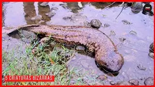 ESSAS CRIATURAS SÃO MUITO BIZARRAS | TOP 5!