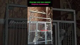 Говорящий попугай Рико
