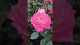 ШИКАРНЫЕ, ЭФФЕКТНЫЕ И ЭКСКЛЮЗИВНЫЕ РОЗЫ! #розы #саженцыроз #сад #shorts