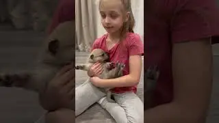 Волчата у нас дома ❤️ девочка и волк🐺