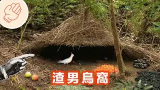 雄鳥耗時一年築巢，僅為吸引雌鳥｜顛覆人們想像的超級鳥巢
