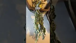 Have you ever heard of this plant?? 🌱 wish us luck 😵‍💫😴 