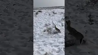 Охота на зайца, выстрелы