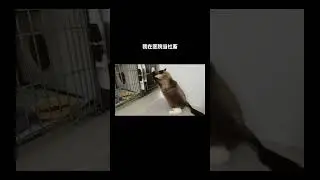 布偶猫在医院擦玻璃挣医药费 #shorts #cat