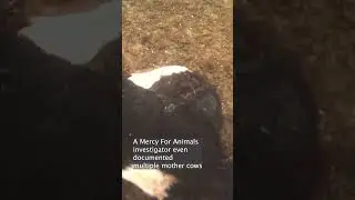 Mother cows left to languish in the heat for hours beside their dead babies. 💔