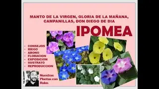 IPOMEA, GLORIA DE LA MAÑANA, CAMPANILLAS, MANTO DE LA VIRGEN, DON DIEGO DE DÍA
