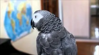 Жако говорит (HD)