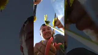 одуванчики для варенья | семья в деревне