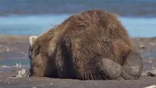 Alaska Brown Bear-Beach Time