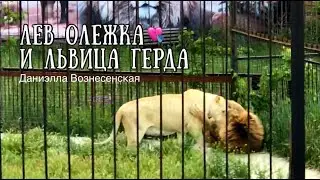 ❤️Лев АЛИ (Олежка) и прекрасная гостья ГЕРДА.Тайган. Life of lions.Taigan.