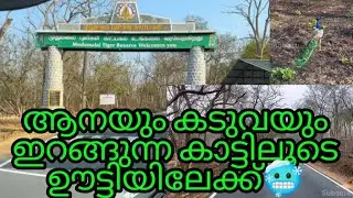 ആനയും കടുവയും ഇറങ്ങുന്ന മുതുമല കാട്ടിലൂടെ ഊട്ടിയിലേക്ക് 😳 #pkpmangalath #busdriving #komban