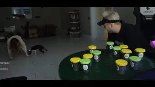 Опытный дрессировщик Марк GUACAMOLEMOLLY