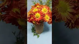 Многолетняя хризантема Золотко 🌹 
