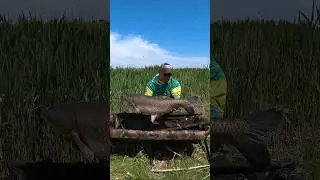 Оце так риба 😲 #shorts
