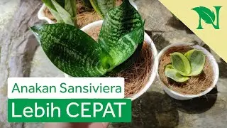 Cara Agar Sansevieria Cepat Mempunyai Anak (Sansevieria Golden Hahnii & Kodok)