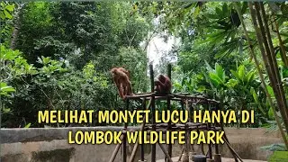 Melihat Monyet Lucu Hanya di Lombok Wildlife Park