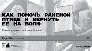 «Как помочь раненой птице и вернуть её на волю». Лекция орнитолога Елены Исаевой