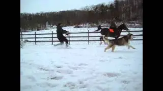 Skijoring