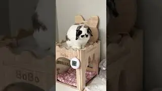 My bunny got stuck up high 🐰🙈