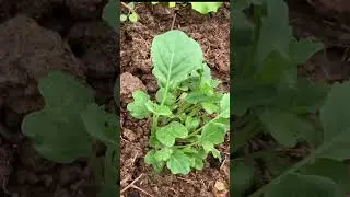 ✅ I grew broccoli for the first time 🥦 
