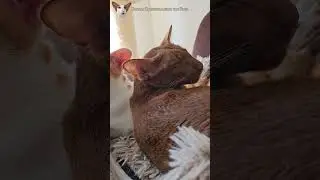 How do cats smile 😺 NO clickbait 
