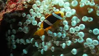 best copyright video , no copyright free HD video.