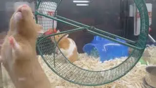 How to make money on Hamster kombat