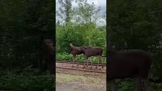 В Уфе заметили гулявших вдоль ж/д путей лосят