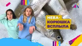 Брюхом кверху: что случилось с корюшкой в Неве