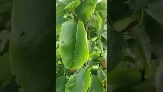 Груша Китайская